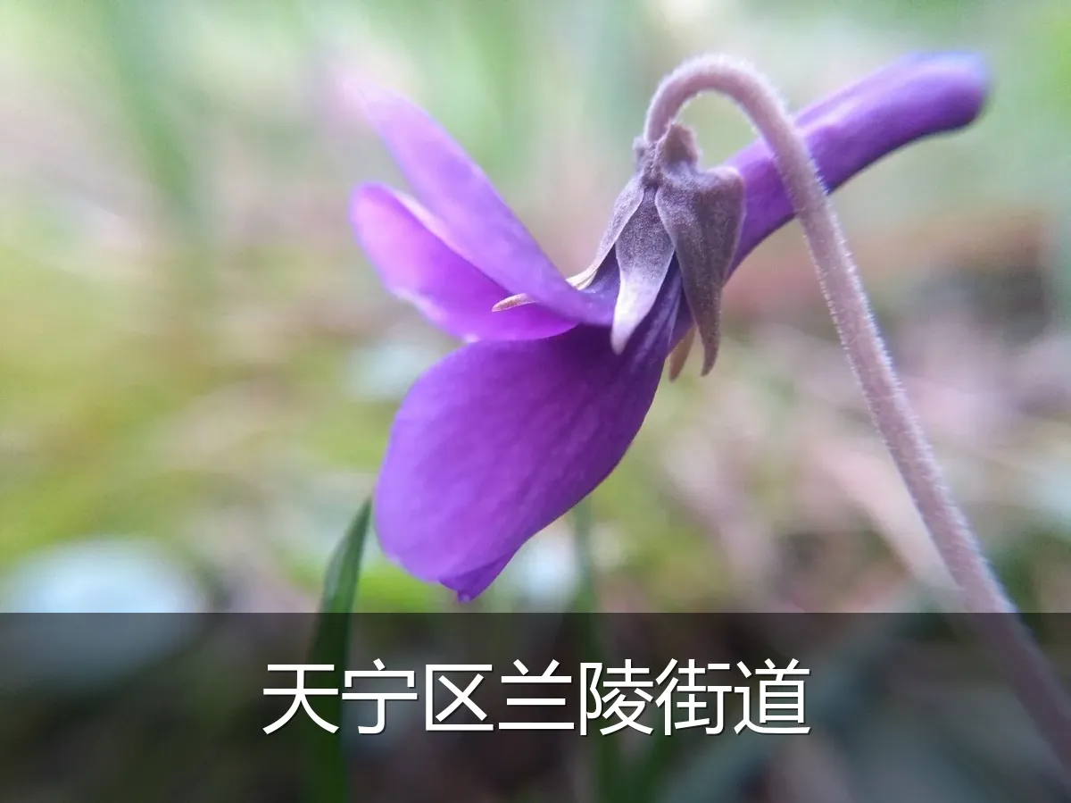 天宁区兰陵街道